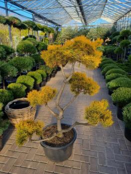 Gartenbonsai Pinus mugo ´Carstens´ wintergold 155cm.